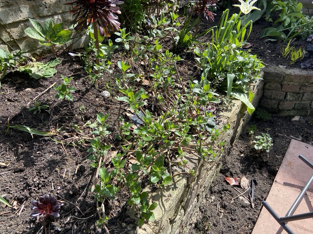 Salvia after pruning