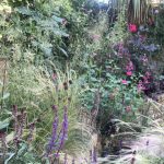 How to prune salvias and when to do it – three pruning groups