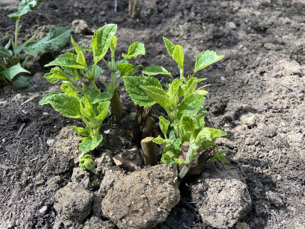 New shoots from Salvia 'Amistad' after pruning