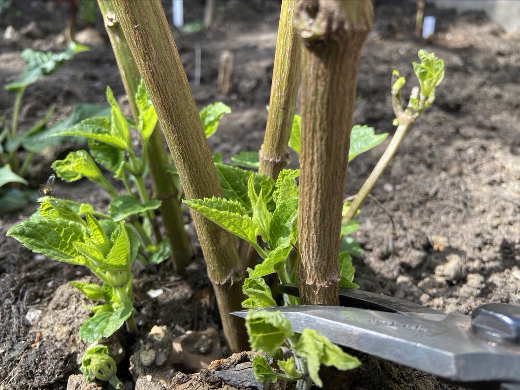 Pruning Salvia 'Amistad'