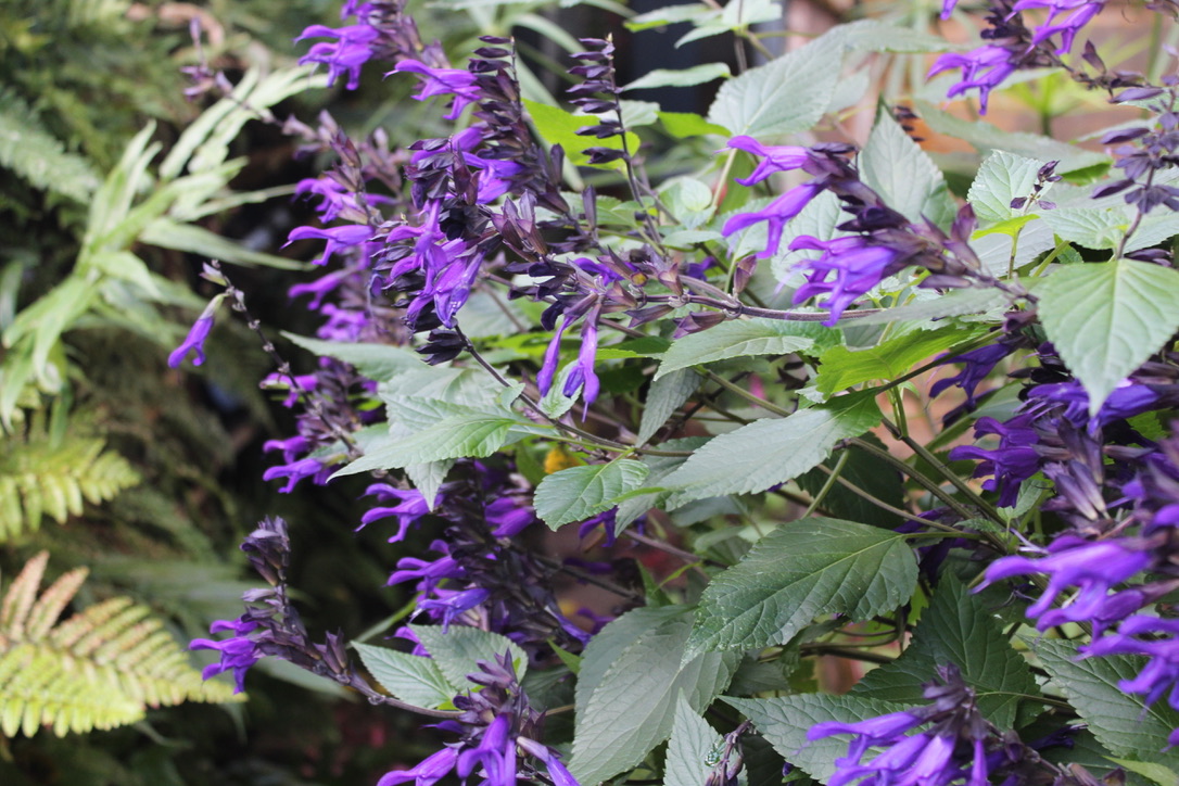 Salvia amistad pruning