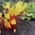 How to grow organic rhubarb and cook it – the tastiest around!