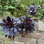 How to make an Aeonium arboreum branch (part three)