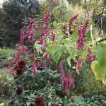 How to grow annual Persicaria orientalis from seed