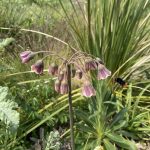 From plot to place: allotments benefit from a bit of character