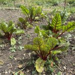 Allotment Month 55: vigorous legumes, squash and pumpkins, tomatoes