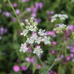 10 UK weeds to grow for wildlife