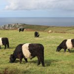 Cornwall: rock and stone