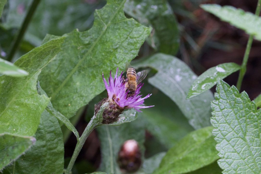 10 Uk Weeds To Grow For Wildlife Jack