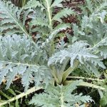 Allotment Month 61: December vegetables with winter salad, kale, roots and squash