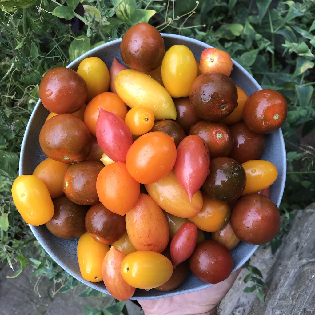 Growing Organic Tomatoes: How to Plant, Feed, Prune & Grow Tomato