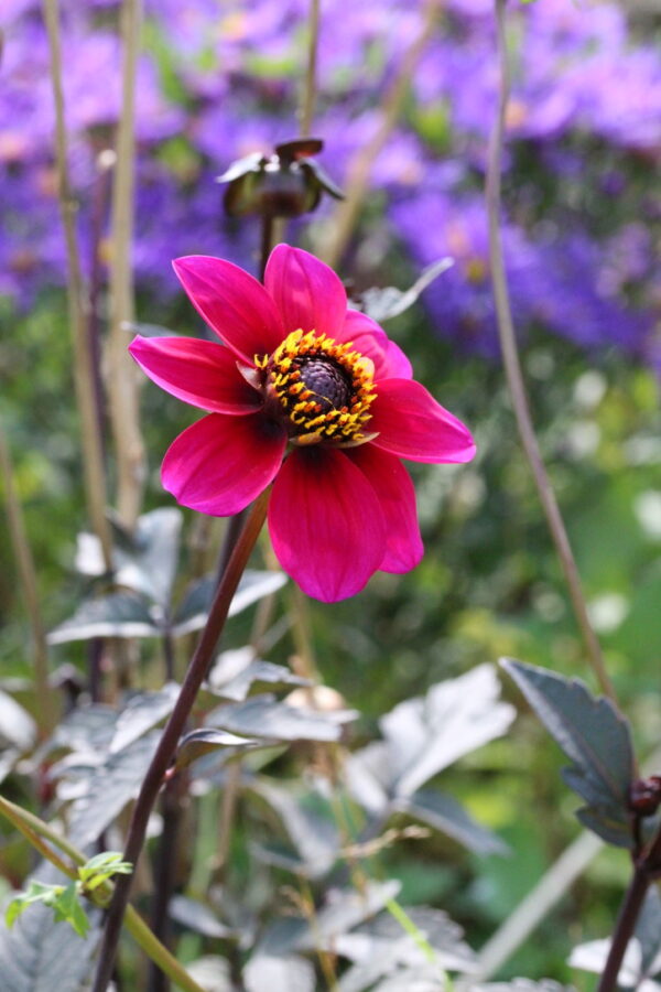 How to grow dahlias organically from seed and save your own dahlia
