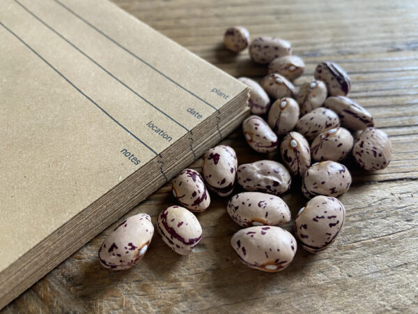 30 MAXA recycled seed packets (15cm x 10cm) - Image 3