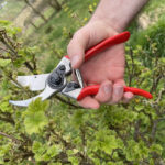 Review: Felco No.2 secateurs