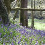 Wild Way Newsletter – May 2021