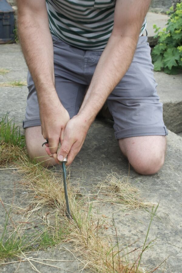 5 steps to a floofy patio that controls weeds organically and