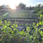 Allotment plan 2022