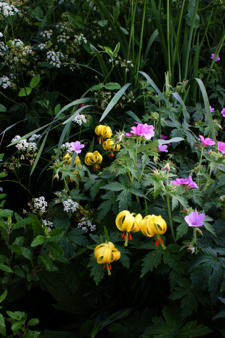 lily, geranium and cow parsley