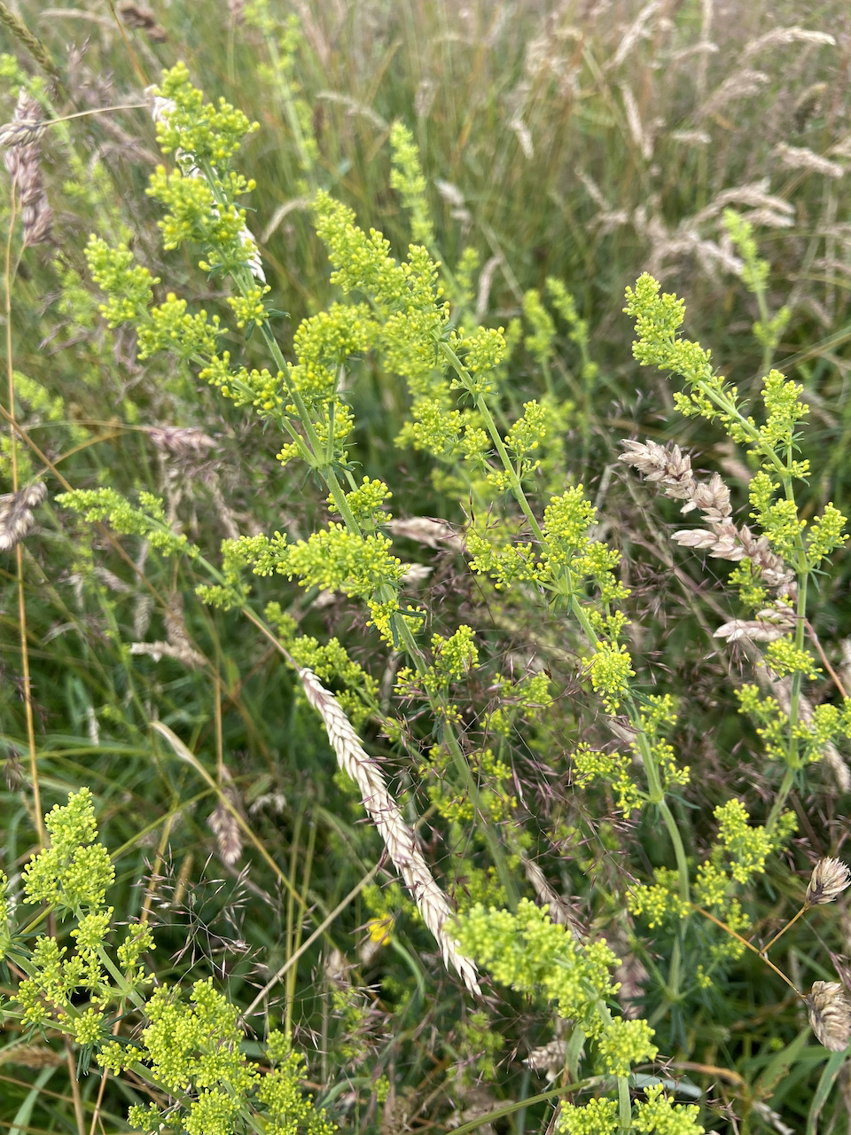 Galium verum