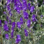 Wild Way Newsletter – August 2021