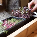 How to grow organic microgreens from seed