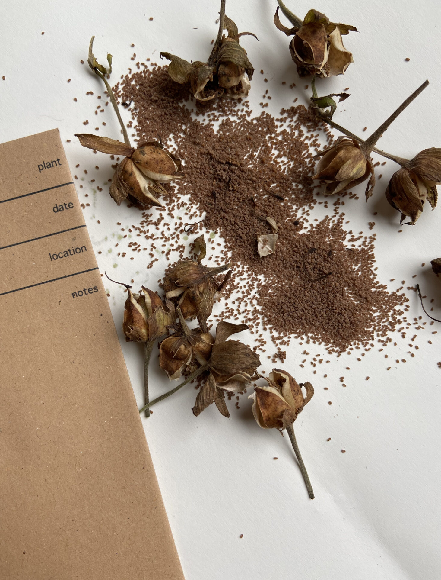 How to collect and store seeds and why Jack Wallington Nature & Gardens