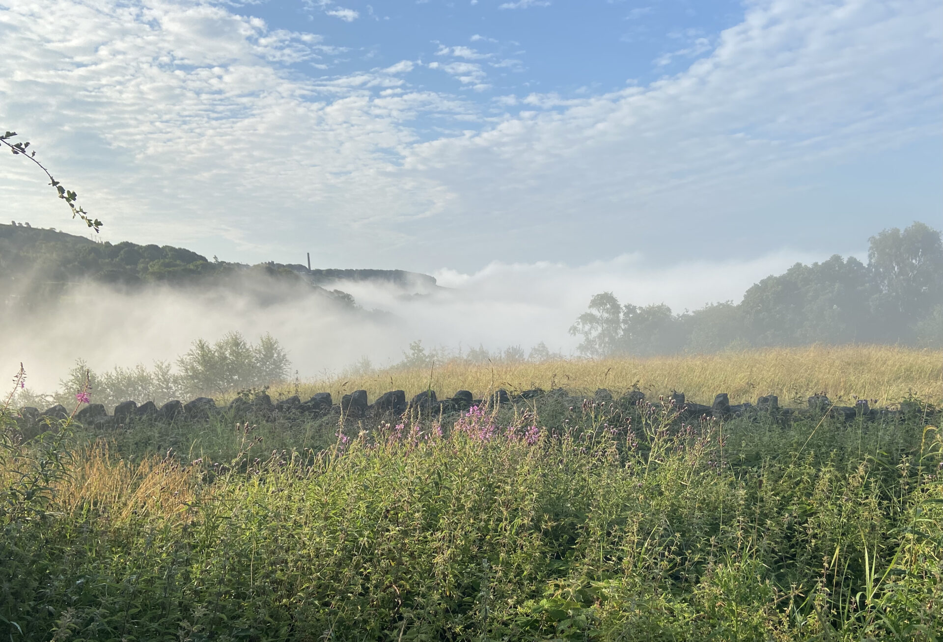 7 ways high altitude gardening impacts plant growth Jack Wallington Nature & Gardens