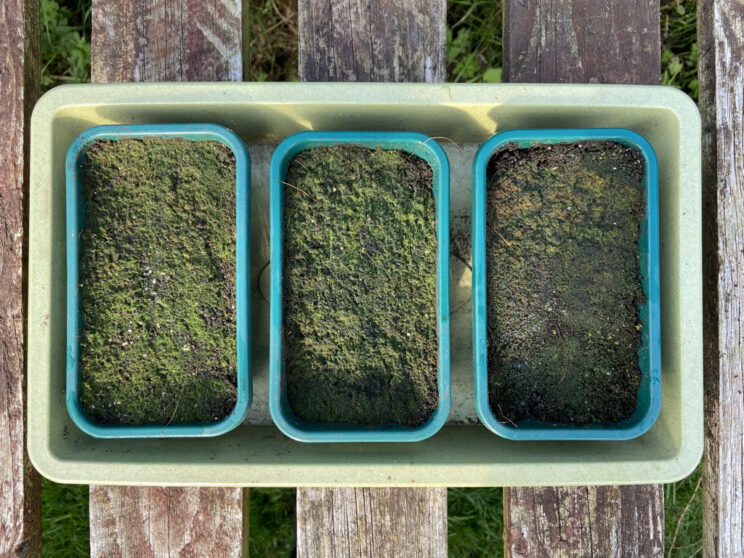 How to grow ferns from spores | Jack Wallington | Nature & Gardens