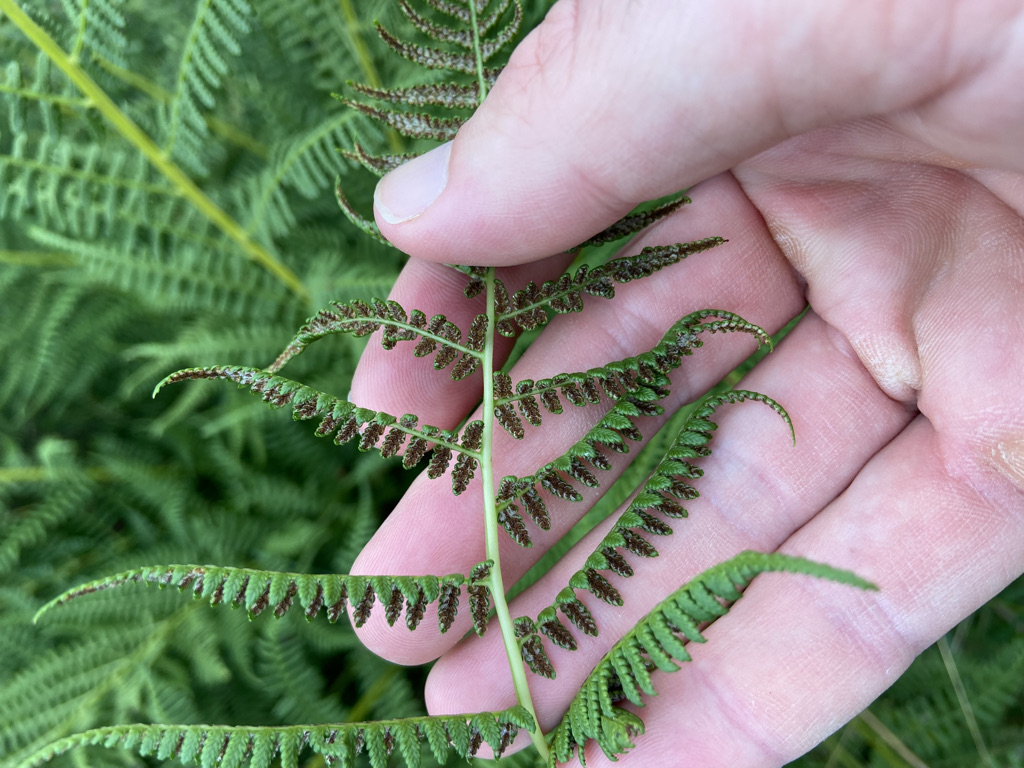 Vag viaţă cost spores in plants Socialist beton Interconnect