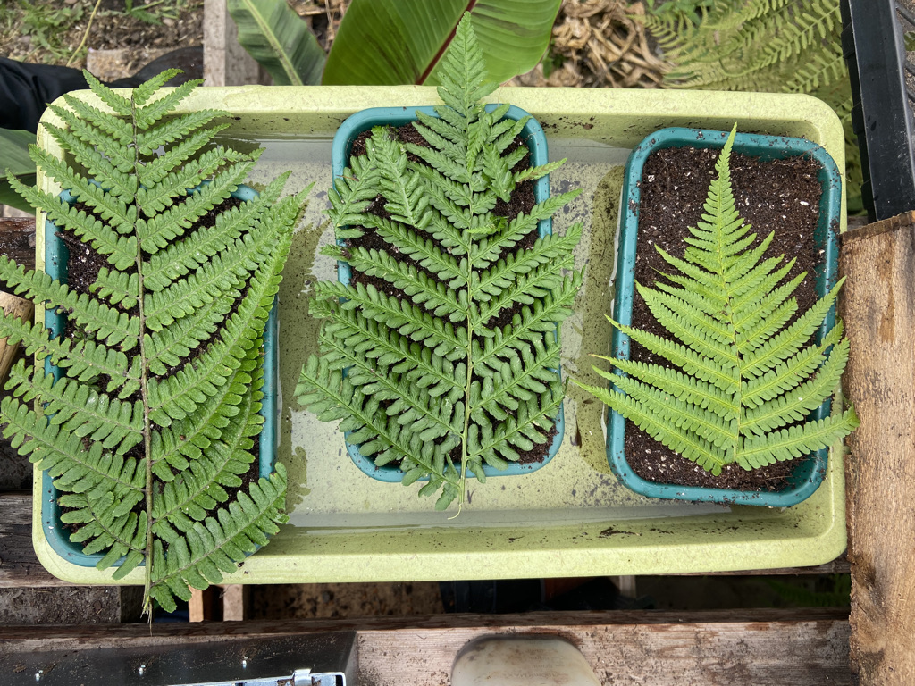 Ferns Plant Spores