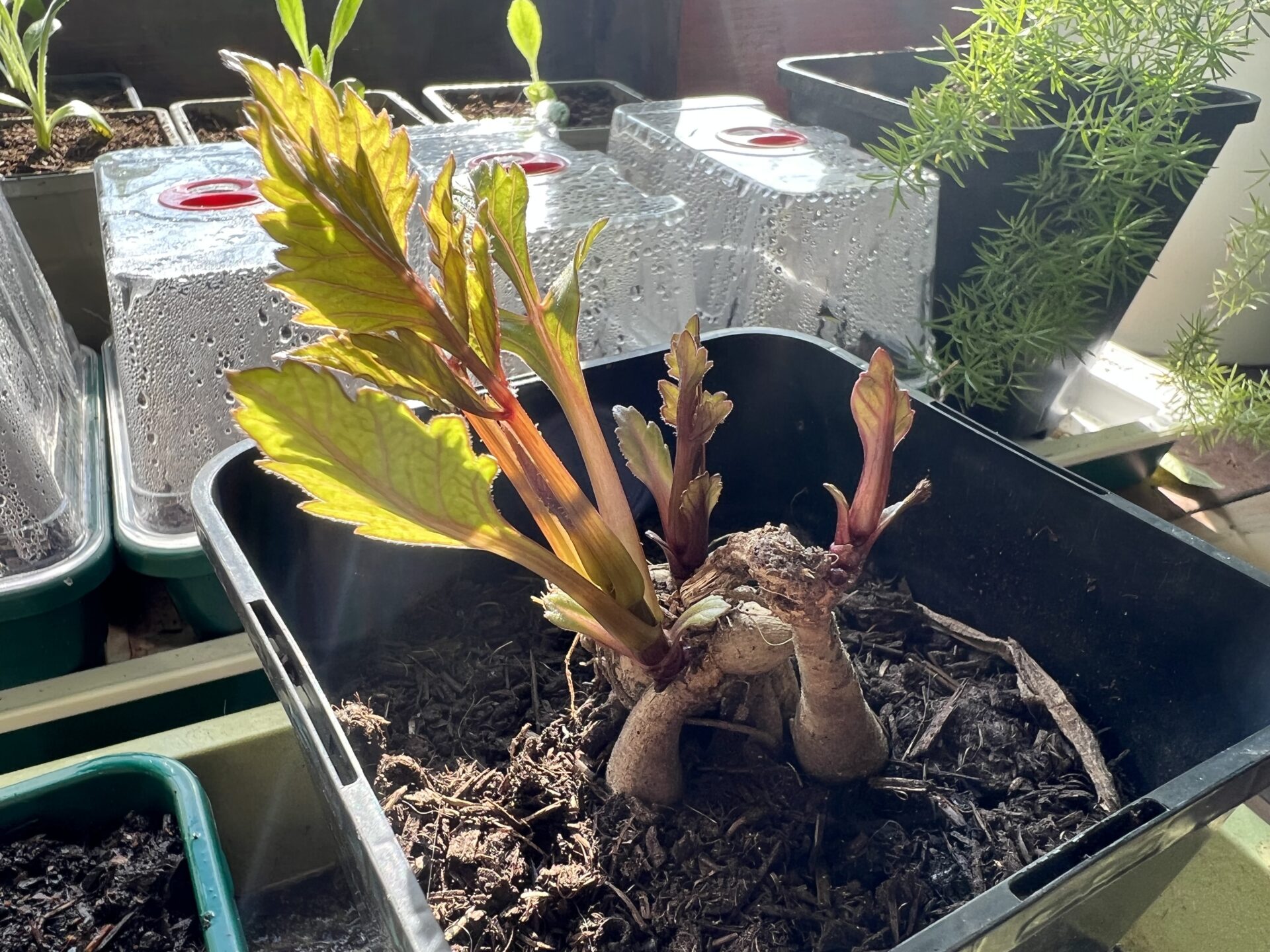 How to grow dahlias from cuttings Jack Wallington Nature & Gardens