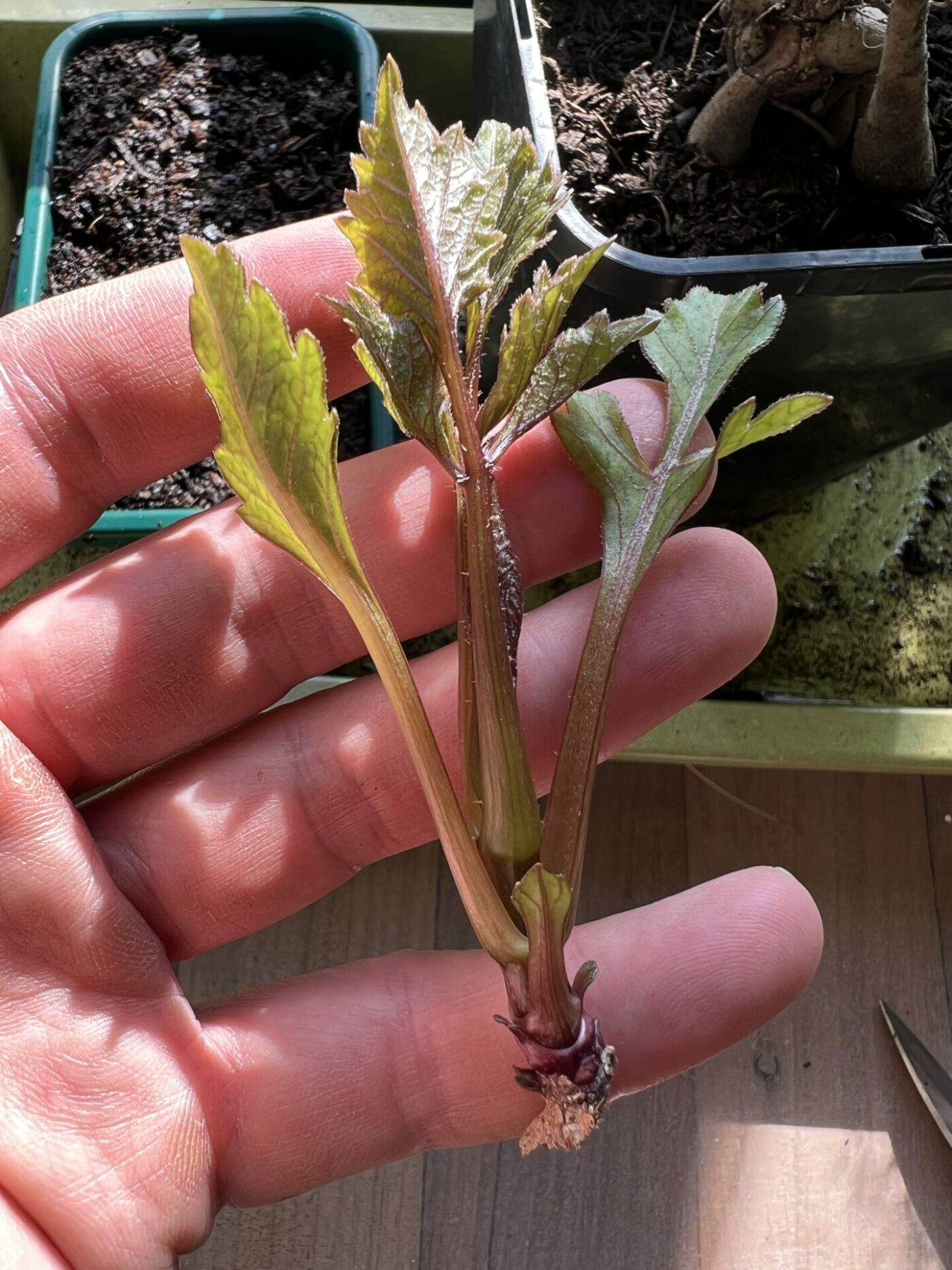 How to grow dahlias from cuttings Jack Wallington Nature & Gardens