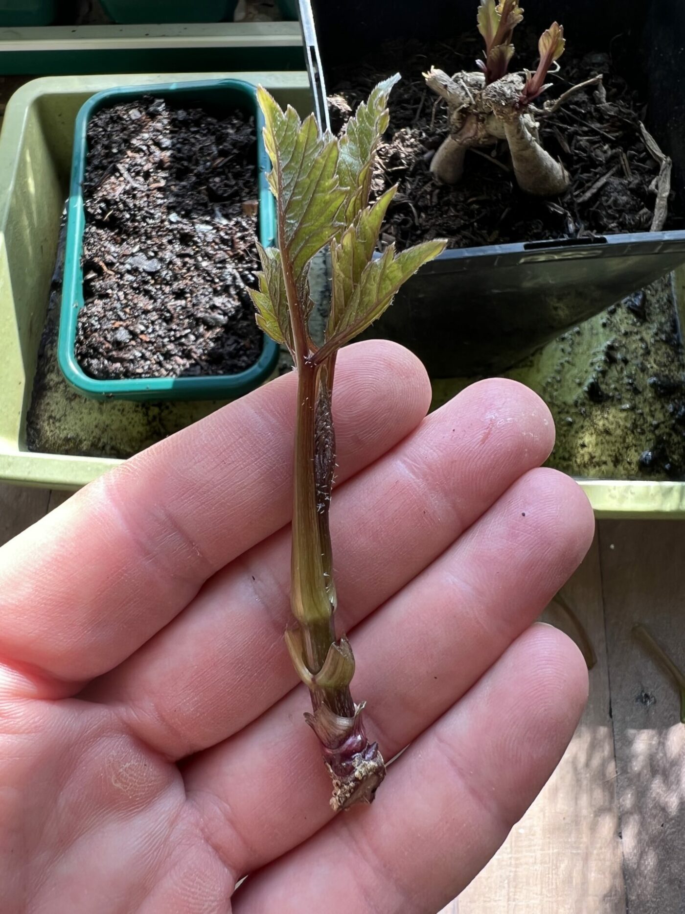 Learn how to develop dahlias from cuttings Batang Tabon