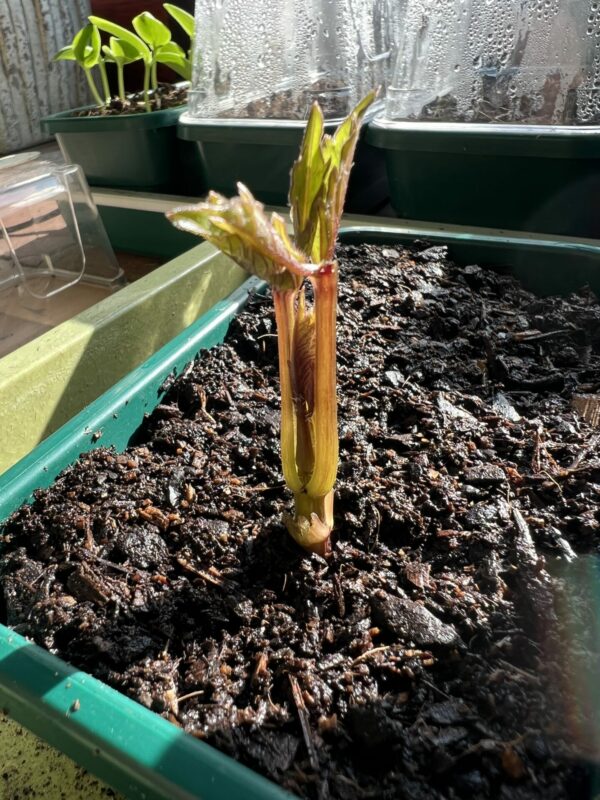 How to grow dahlias from cuttings Jack Wallington Nature & Gardens