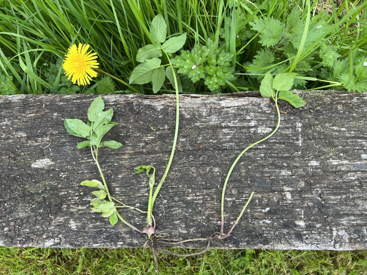 Image of Ground elder root