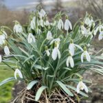 How to multiply snowdrops like a pro – planting and dividing