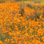 Californian superbloom