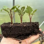 How to grow dahlias from cuttings