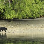 Can we learn from British Columbia’s attitude to wildlife?