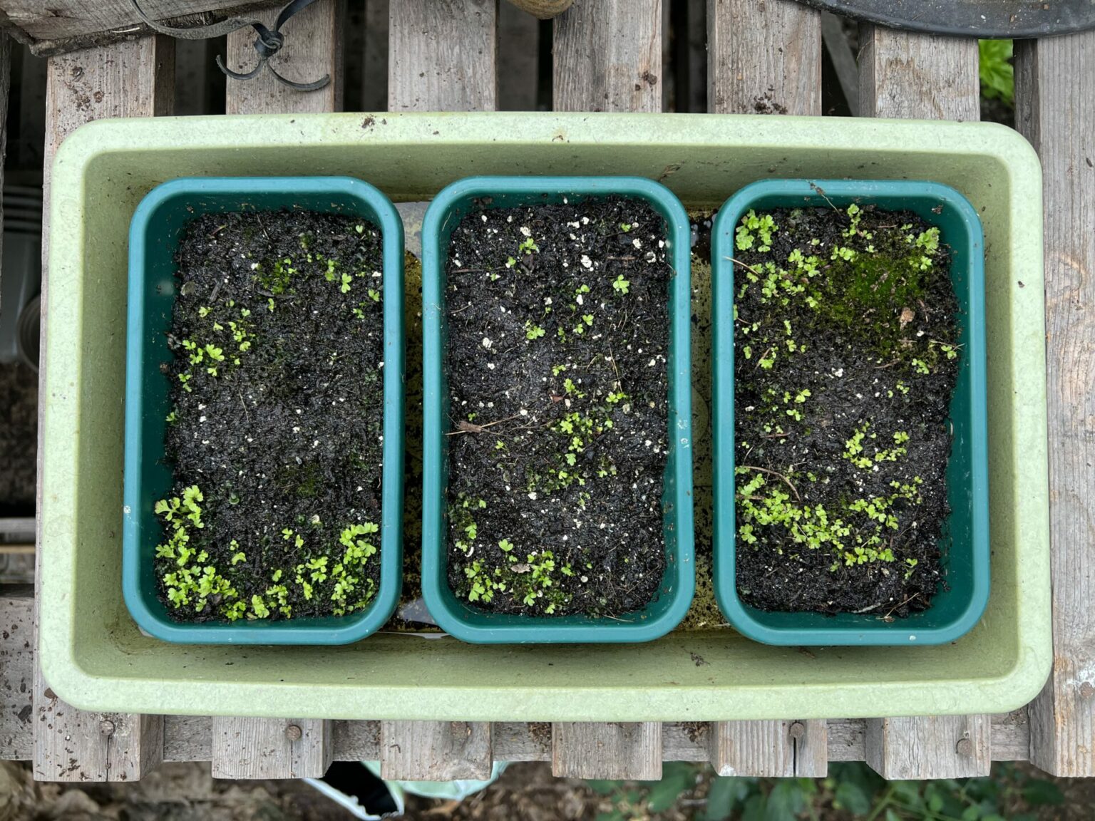How to grow ferns from spores | Jack Wallington | Nature & Gardens