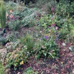 The importance and benefits of keeping leaf litter around plants
