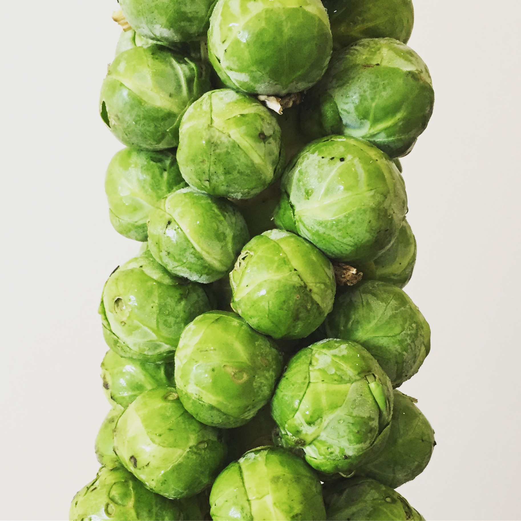 brussels sprouts 1 3 The best way to develop Brussels sprouts organically and prepare dinner them