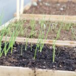 How to grow onions and shallots organically from seed