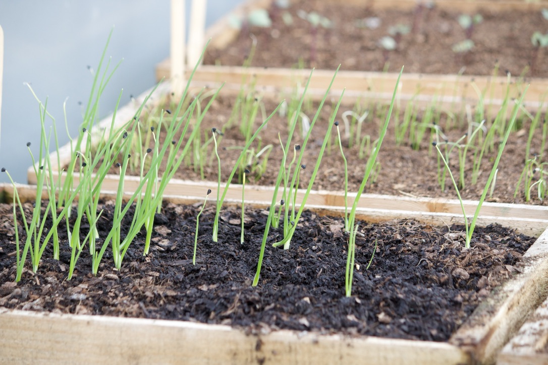 develop onions and shallots organically from seed