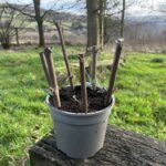 How to grow hardwood cuttings