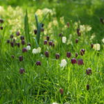 Early spring flowering plants at Stillingfleet Lodge Garden and Nursery, York
