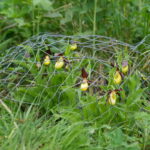 Lady’s slipper orchid,  Cypripedium calceolus