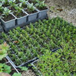 Peat free plants at Tissington Nursery, Peak District