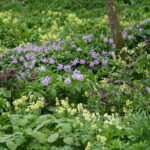 How to create carpets of colour, Cluny House Gardens, Scotland