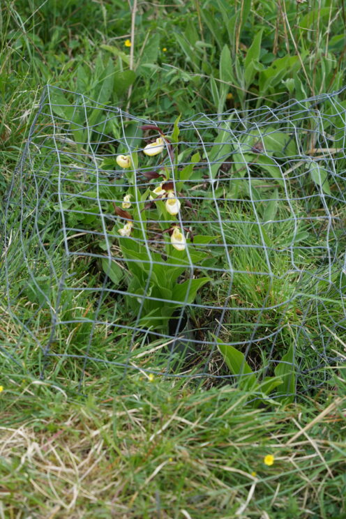 Cypripedium calceolus